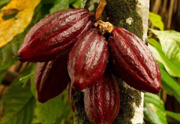 Cocoa Beans (raw) 75 kgs (Sold Per MT) - Image 7