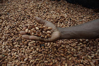 Cocoa Beans (raw) 75 kgs (Sold Per MT) - Image 1