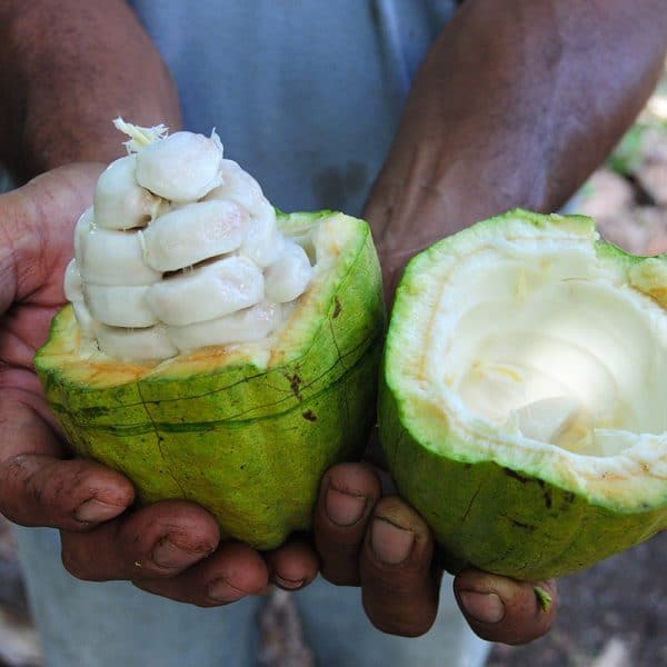 Cocoa Beans (raw) 75 kgs (Sold Per MT) - Image 6