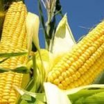 Yellow Maize (Corn) NON-GMO, for Animal Feed  Grade  50 kgs (Yellow)  sold per MT Call or email  for Price - Image 2