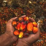 Palm Oil - Image 4