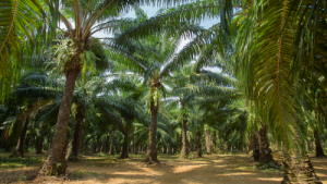 Palm Oil - Image 3