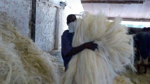 Sisal Fiber (per MT) - Image 2
