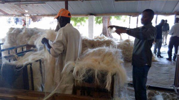 Sisal Fiber (per MT) - Image 9