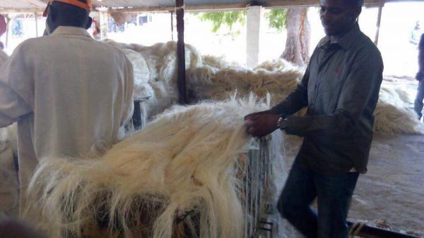 Sisal Fiber (per MT) - Image 8