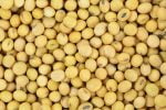 Soybeans Non-GMO  per MT - Image 3