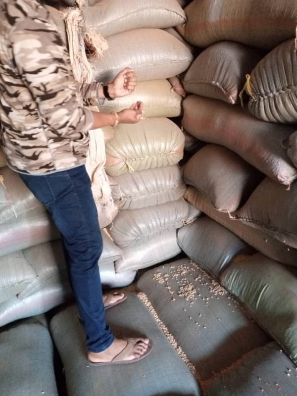 Soybeans grade 2 GMO per MT - Image 13