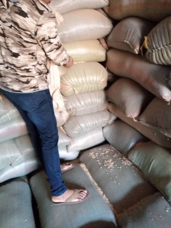 Soybeans grade 2 GMO per MT - Image 10