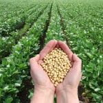 Soybeans grade 2 GMO per MT