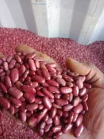 Kidney Beans Per MT - Image 3