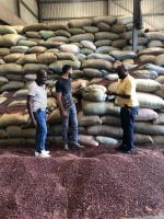 Kidney Beans Per MT - Image 11