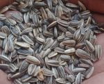 Sunflower Seeds: per MT