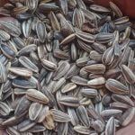 Sunflower Seeds: per MT