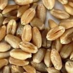 Soft milling wheat: Sold  Per MT - Image 2