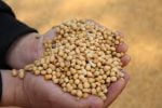 Non-GMO Soybean Meal  (sold per MT) - Image 2