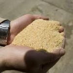 Non-GMO Soybean Meal  (sold per MT) - Image 3