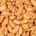 Go Africa® Wheat Flour, 25 Kgs Bags (Sold Per MT) - Image 3