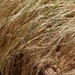 Teff per MT - Image 3