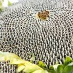 Sunflower oil per MT - Image 4