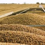 Non-GMO Soybean Meal  (sold per MT) - Image 5