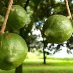 Macadamia Oil: Per MT - Image 7
