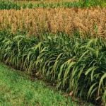 Go Africa® Red Sorghum 50kgs Bags (Sold per Per MT) - Image 2