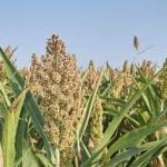 Go Africa® Red Sorghum 50kgs Bags (Sold per Per MT) - Image 9