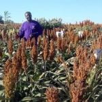 Go Africa® Red Sorghum 50kgs Bags (Sold per Per MT) - Image 10