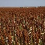 Go Africa® Red Sorghum 50kgs Bags (Sold per Per MT) - Image 11