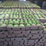 Go Africa® Apple Mangoes 4kg box (Sold Per MT) - Image 5