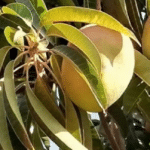 Go Africa® Apple Mangoes 4kg box (Sold Per MT)